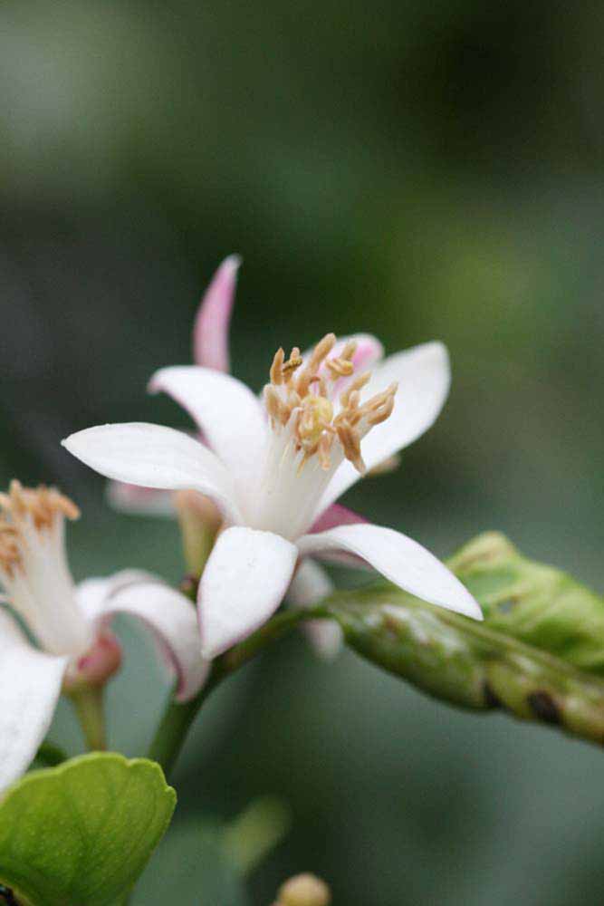                 Flower (Blanchard, Riverside,   CA)       
